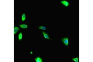 Immunofluorescent analysis of Hela cells using ABIN7167096 at dilution of 1:100 and Alexa Fluor 488-congugated AffiniPure Goat Anti-Rabbit IgG(H+L) (RANBP1 抗体  (AA 52-111))