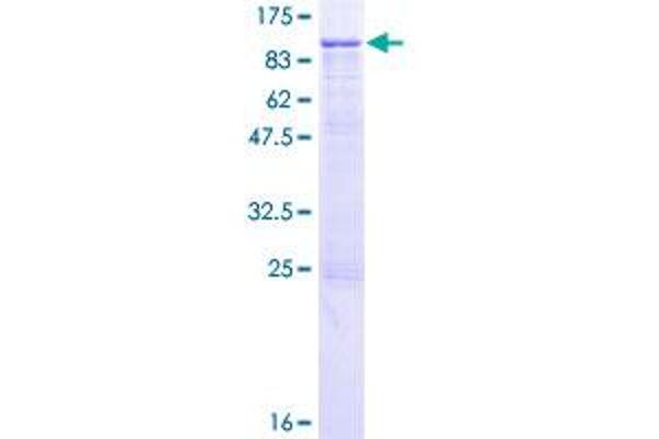 Integrin beta 7 Protein (ITGB7) (AA 1-798) (GST tag)