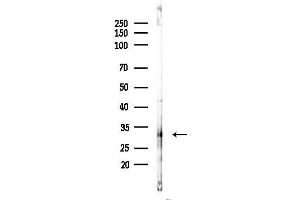 Western blot analysis of lysates from RAW264.
