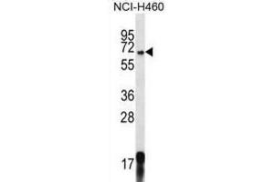 Western Blotting (WB) image for anti-G-Protein Signaling Modulator 1 (GPSM1) antibody (ABIN2996918) (GPSM1 抗体)