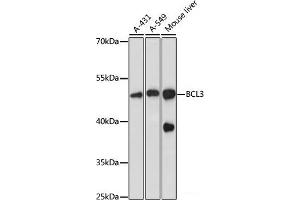Western blot analysis of extracts of various cell lines using BCL3 Polyclonal Antibody at dilution of 1:1000. (BCL3 抗体)
