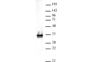 Histone H1 pAb tested by Western blot. (Histone H1 抗体)