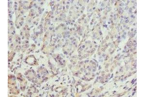 Immunohistochemistry of paraffin-embedded human pancreatic tissue using ABIN7145897 at dilution of 1:100 (BTNL2 抗体  (AA 246-455))