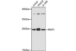 Western blot analysis of extracts of various cell lines, using PMF1 antibody (ABIN7269449) at 1:1000 dilution. (PMF1 抗体  (AA 1-205))