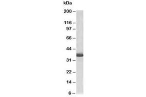 Western blot testing of HEK293 lysate with GAPDH loading control antibody at 0. (GAPDH 抗体  (Biotin))