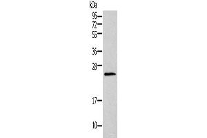 Western blot analysis of Mouse lung tissue using HIST1H1T Polyclonal Antibody at dilution of 1:400 (Histone Cluster 1, H1t (HIST1H1T) 抗体)