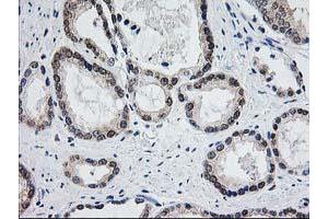 Image no. 3 for anti-Aminoacylase 1 (ACY1) antibody (ABIN1496454) (Aminoacylase 1 抗体)