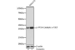 Western blot analysis of extracts of NIH/3T3 cells, using Phospho-PP2A Catalytic α-Y307 Rabbit mAb (ABIN7269684) at 1:1000 dilution. (PPP2CA 抗体  (pTyr307))