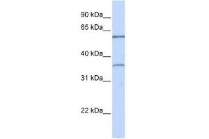 WB Suggested Anti-TBX15 Antibody Titration:  0. (T-Box 15 抗体  (C-Term))