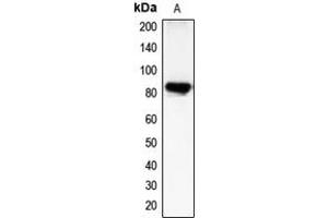 Western blot analysis of CHML expression in COLO205 (A) whole cell lysates. (CHML 抗体  (Center))