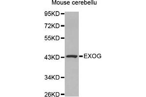 Western Blotting (WB) image for anti-Endo/exonuclease (5'-3'), Endonuclease G-Like (EXOG) antibody (ABIN1875483) (EXOG 抗体)