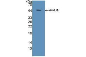 TCEB3 抗体  (AA 76-345)