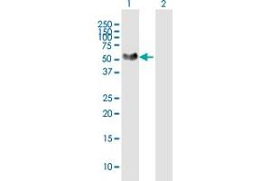 Western Blot analysis of NTNG1 expression in transfected 293T cell line by NTNG1 MaxPab polyclonal antibody. (Netrin G1 抗体  (AA 1-438))