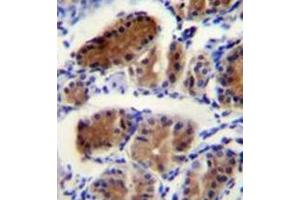 Immunohistochemistry analysis in formalin fixed and paraffin embedded human stomach tissue reacted with LUC7L Antibody (Center) followed by peroxidase conjugation of the secondary antibody and DAB staining. (LUC7L 抗体  (Middle Region))
