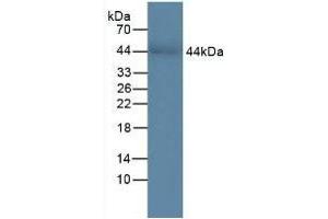 Detection of CHI3L1 in Human Serum using Polyclonal Antibody to Chitinase-3-like Protein 1 (CHI3L1) (CHI3L1 抗体  (AA 112-377))
