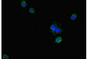 Immunofluorescent analysis of Hela cells using ABIN7154573 at dilution of 1:100 and Alexa Fluor 488-congugated AffiniPure Goat Anti-Rabbit IgG(H+L) (GCHFR 抗体  (AA 11-55))