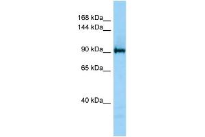 Host: Rabbit Target Name: JMJD2C Antibody Dilution: 1.