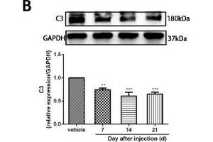 Minocycline reverted the A1/A2 ratio of reactive astrocytes and relieved mechanical allodynia in rats after SMIR. (GAPDH 抗体)