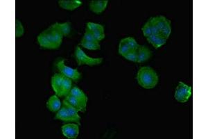 Immunofluorescence (IF) image for anti-Coiled-Coil Domain Containing 112 (CCDC112) (AA 201-446) antibody (ABIN7148068)