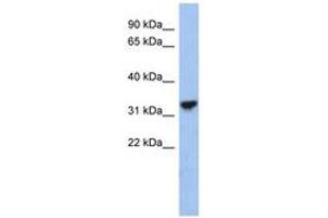 Image no. 1 for anti-Cytochrome C1 (CYC1) (C-Term) antibody (ABIN6743610) (Cytochrome C1 抗体  (C-Term))