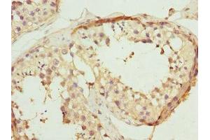 Immunohistochemistry of paraffin-embedded human testis tissue using ABIN7167501 at dilution of 1:100 (PTPRB 抗体  (AA 1758-1997))