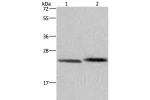 Western Blot analysis of Human prostate tissue and Raji cell using GLO1 Polyclonal Antibody at dilution of 1:400 (GLO1 抗体)