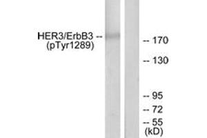 Western Blotting (WB) image for anti-Receptor Tyrosine-Protein Kinase ErbB-3 (ERBB3) (AA 1256-1305), (pTyr1289) antibody (ABIN1531610) (ERBB3 抗体  (pTyr1289))