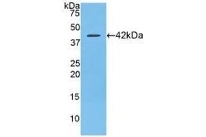 Detection of Recombinant SLC, Rat using Polyclonal Antibody to Secondary Lymphoid Tissue Chemokine (SLC) (CCL21 抗体  (AA 5-132))