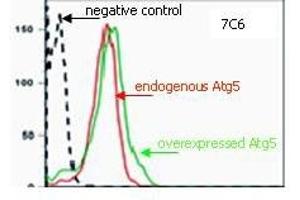 Flow Cytometry (FACS) image for anti-ATG5 Autophagy Related 5 (ATG5) antibody (ABIN492606) (ATG5 抗体)