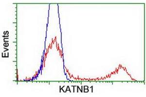 HEK293T cells transfected with either RC201852 overexpress plasmid (Red) or empty vector control plasmid (Blue) were immunostained by anti-KATNB1 antibody (ABIN2455151), and then analyzed by flow cytometry. (KATNB1 抗体)