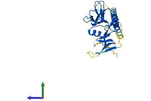 Protein Structure (PS) image for C-Type Lectin Domain Family 4, Member A (CLEC4A) (AA 1-238) protein (His tag) (ABIN7561809)
