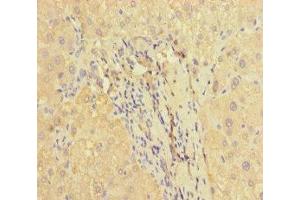 Immunohistochemistry of paraffin-embedded human liver tissue using ABIN7166464 at dilution of 1:100 (PAR1 抗体  (AA 42-102))