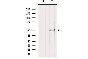 Western Blotting (WB) image for anti-Transcription Factor AP-2 delta (Activating Enhancer Binding Protein 2 Delta) (TFAP2D) (Internal Region) antibody (ABIN6259062)