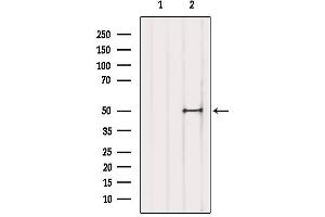 Western blot analysis of extracts from Mouse brain, using TFAP2D Antibody.