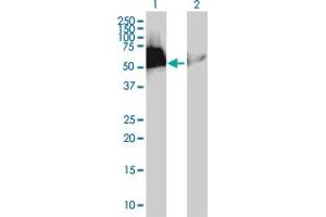 Western Blot analysis of HEXIM1 expression in transfected 293T cell line by HEXIM1 MaxPab polyclonal antibody. (HEXIM1 抗体  (AA 1-359))