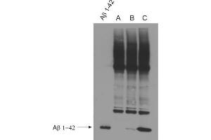 WB detection (ECL) of Abeta peptides (dilution 1 : 500). (Abeta 38/40/42 (AA 1-16), (AA 4-16) 抗体)