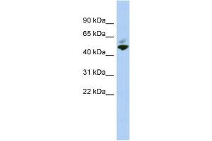 WB Suggested Anti-MAZ Antibody Titration:  0. (MAZ 抗体  (N-Term))