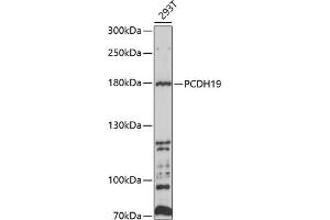 Western blot analysis of extracts of 293T cells, using PCDH19 antibody (ABIN6129088, ABIN6145293, ABIN6145294 and ABIN6214187) at 1:1000 dilution. (PCDH19 抗体  (AA 568-678))