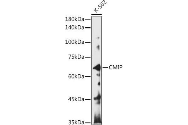 CMIP 抗体