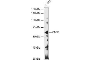 Western blot analysis of extracts of K-562 cells, using CMIP antibody (ABIN7265970) at 1:1000 dilution. (CMIP 抗体)