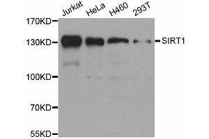 Western blot analysis of extracts of various cell lines, using SIRT1 antibody (ABIN5998812) at 1/1000 dilution. (SIRT1 抗体)