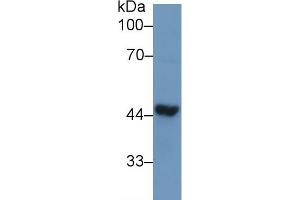Western Blot; Sample: Human Liver lysate; Primary Ab: 1µg/ml Rabbit Anti-Human TDP43 Antibody Second Ab: 0. (TARDBP 抗体  (AA 104-262))