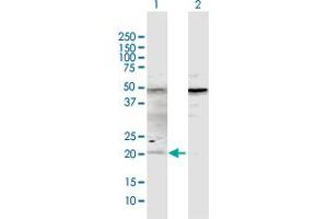 Western Blot analysis of ATOH7 expression in transfected 293T cell line by ATOH7 MaxPab polyclonal antibody. (ATOH7 抗体  (AA 1-152))