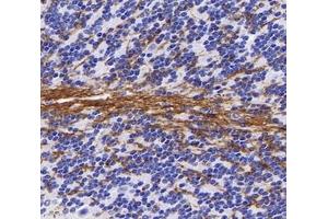 Immunohistochemistry analysis of paraffin-embedded mouse cerebellum using,PGS1 (ABIN7075039) at dilution of 1: 600 (PGS1 抗体)