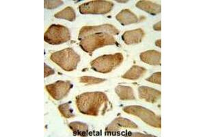 Immunohistochemistry (IHC) image for anti-Caveolin 2 (CAV2) antibody (ABIN3003848) (Caveolin 2 抗体)