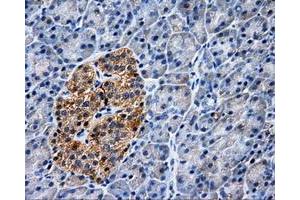 Immunohistochemical staining of paraffin-embedded Kidney tissue using anti-PASKmouse monoclonal antibody. (PASK 抗体)