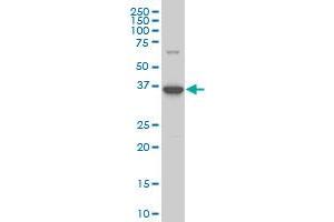 BOLL monoclonal antibody (M14), clone 1G3 Western Blot analysis of BOLL expression in Y-79 . (BOLL 抗体  (AA 80-176))