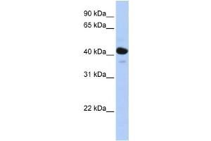 Western Blotting (WB) image for anti-Hydroxysteroid (11-Beta) Dehydrogenase 2 (HSD11B2) antibody (ABIN2458581) (HSD11B2 抗体)