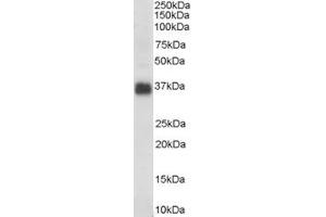 Image no. 4 for anti-Clusterin (CLU) (C-Term) antibody (ABIN185475)