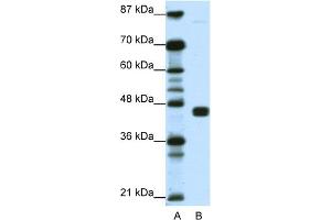 WB Suggested Anti-PPARG Antibody Titration:  1. (PPARG 抗体  (N-Term))